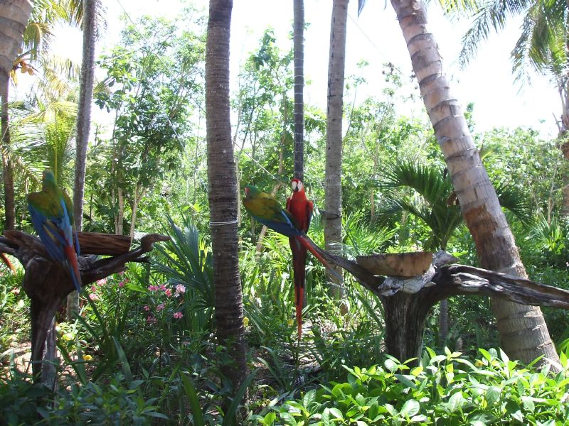 Parrots at Xel-Ha
